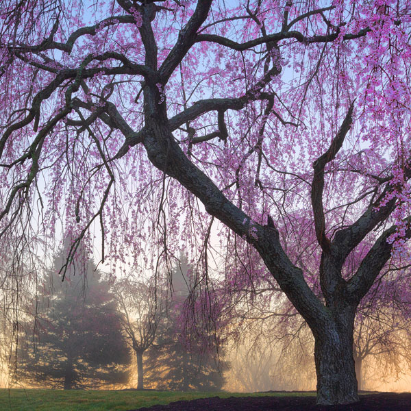 Dammann_000414_084178_19789235_13334